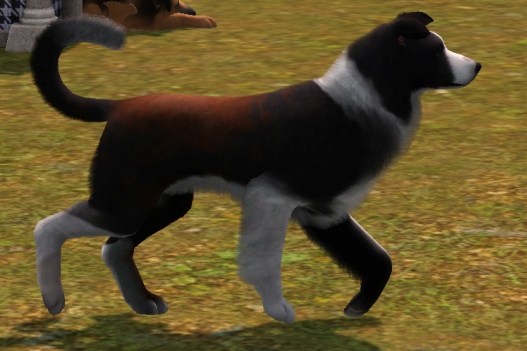 sims 3 pets collie